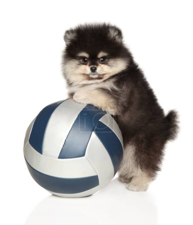 Photo for Cute Pomeranian puppy with a volleyball on a white background. Great photo for animal or sports lovers - Royalty Free Image