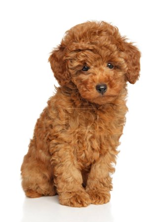 Photo for Adorable Red Toy Poodle Puppy on White Background - Royalty Free Image