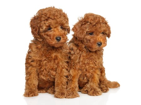 Photo for Portrait of two toy poodle puppies sitting on a white background - Royalty Free Image