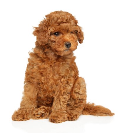 Toy poodle puppy sitting on a white background