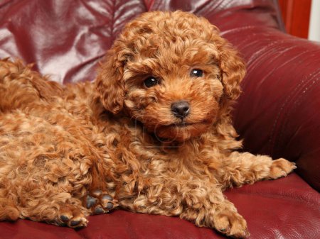 Photo for Toy Poodle puppy resting on a leather sofa - Royalty Free Image