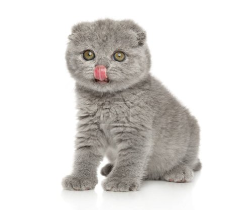 Photo for A Scottish fold kitten sits on a white background.. Baby animal theme - Royalty Free Image