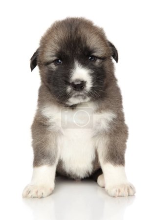 Photo for A two-month-old puppy of a Central Asian Shepherd dog on white background - Royalty Free Image
