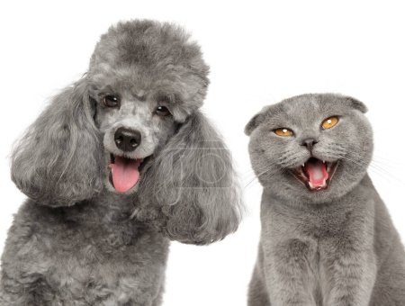 Photo for A happy gray poodle and a charming Scottish fold cat radiating joy on a white background. - Royalty Free Image