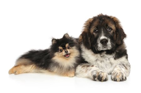 Photo for Pomeranian Spitz and Central Asian Shepherd Dog lie together on a white background. Best Friends - Royalty Free Image