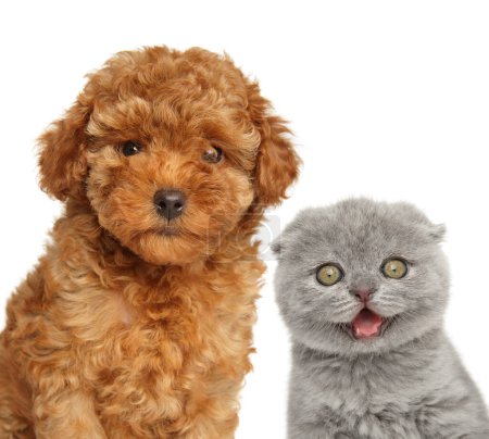Téléchargez les photos : Chiot et chaton heureux Caniche, isolé sur un fond blanc - en image libre de droit