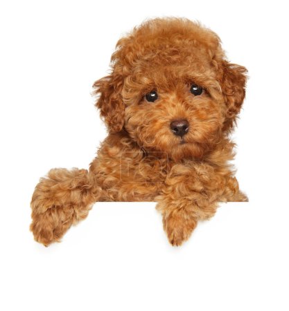 Photo for Red toy poodle puppy above banner, isolated on white background - Royalty Free Image