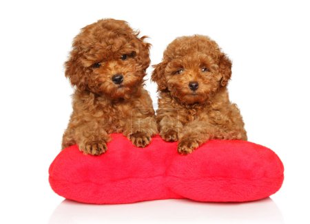 Foto de Dos cachorros de ese caniche con juguetes suaves en forma de corazón yacen sobre un fondo blanco - Imagen libre de derechos