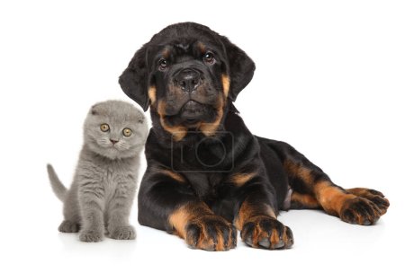 Photo for Rottweiler puppy and Scottish fold kitten on white background - Royalty Free Image