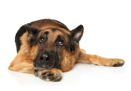 A brooding German Shepherd lies on a white background