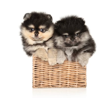 Foto de Dos cachorros pomeranianos yacen en una caja de mimbre, aislados sobre un fondo blanco - Imagen libre de derechos