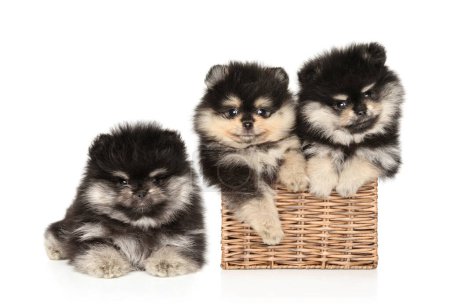 Foto de Tres cachorros pomeranianos juntos, dos en una canasta de mimbre sobre un fondo blanco - Imagen libre de derechos