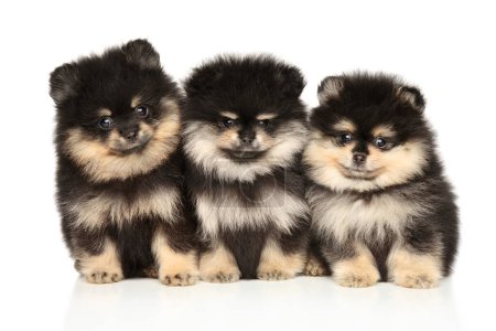 Photo for Three Pomeranian puppies sit together on a white background - Royalty Free Image