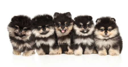 Photo for A group of Pomeranian puppies sit together on a white background - Royalty Free Image