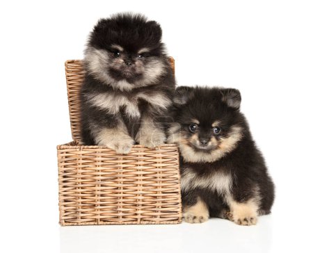 Foto de Dos cachorros pomeranianos en una caja de mimbre sobre un fondo blanco - Imagen libre de derechos