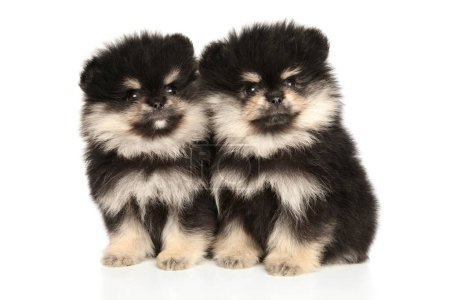 Foto de Dos cachorros pomeranianos sobre un fondo blanco - Imagen libre de derechos