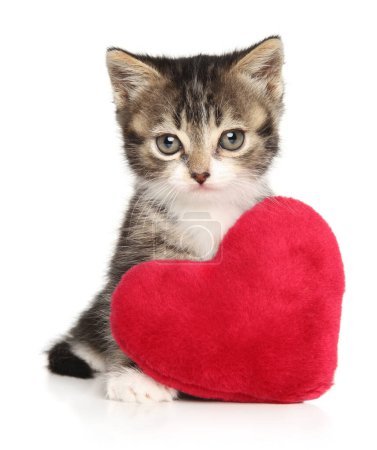 Téléchargez les photos : Chaton rayé avec un oreiller rouge en forme de coeur se trouve sur un fond blanc - en image libre de droit