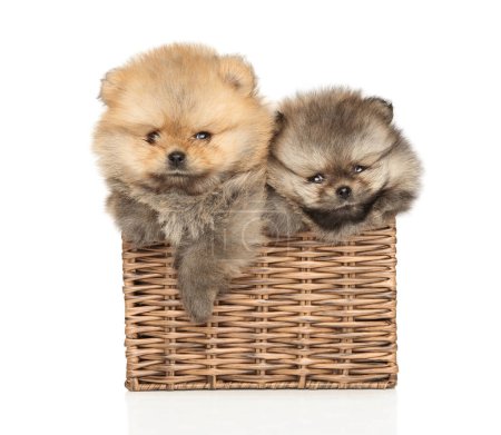 Foto de Dos cachorros pomeranianos sentados en canasta de mimbre sobre un fondo blanco - Imagen libre de derechos