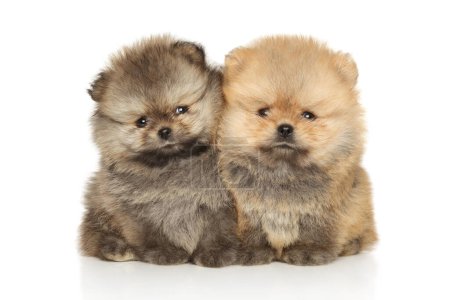 Photo for Two Beautiful Pomeranian puppies lie on a white background - Royalty Free Image
