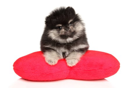 Photo for A Pomeranian puppy on a red, soft pillow in the shape of a heart lies on a white background - Royalty Free Image
