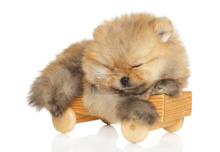 Foto de Un cachorro pomerano duerme sobre un juguete de madera, sobre un fondo blanco - Imagen libre de derechos