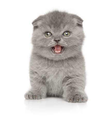 Photo for Scottish Fold kitten yawns sitting on a white background - Royalty Free Image