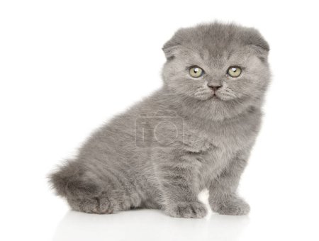 Photo for Funny, satisfied Scottish Fold kitten on a white background - Royalty Free Image
