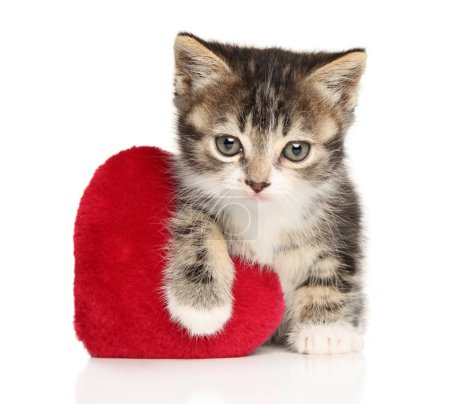 Photo for British kitten with a red heart-shaped toy on a white background - Royalty Free Image