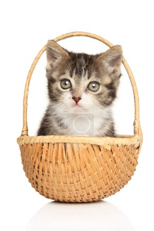 Photo for British kitten is sitting in a wicker basket on a white background - Royalty Free Image
