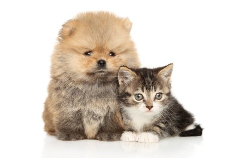 Foto de Cachorro esponjoso y gatito juntos sobre un fondo blanco - Imagen libre de derechos