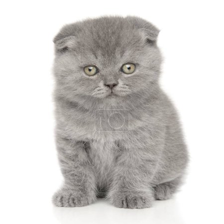 Photo for Scottish fold kitten on a white background. Baby animal theme - Royalty Free Image