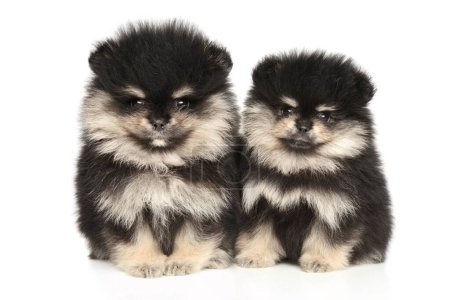 Photo for Pomeranian puppies sit side by side on a white background - Royalty Free Image