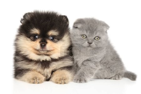 Photo for Puppy and kitten. Scottish Fold and Pomeranian lie on a white background - Royalty Free Image