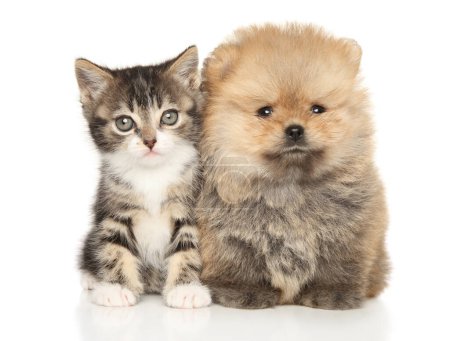 Téléchargez les photos : Chiot chaton ensemble sur un fond blanc, vue de face - en image libre de droit