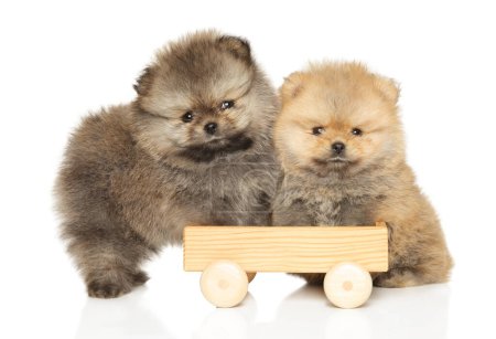 Foto de Pomerania cachorros con un juguete de madera sobre un fondo blanco - Imagen libre de derechos