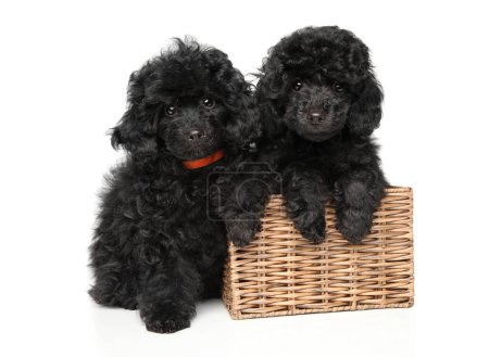 Foto de Dos cachorros de caniche negro con una cesta de mimbre sobre un fondo blanco - Imagen libre de derechos