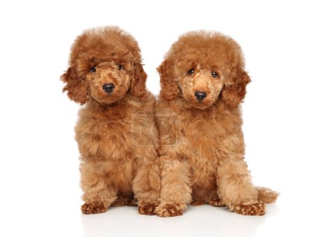 Photo for Two red poodle puppies on a white background - Royalty Free Image