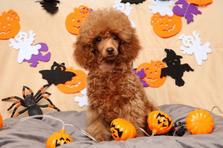 Téléchargez les photos : Un chiot caniche est parmi les accessoires thématiques pour Halloween - en image libre de droit