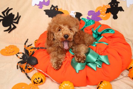 Photo for A happy puppy of a red poodle on a pillow in the shape of a pumpkin. Halloween Theme - Royalty Free Image