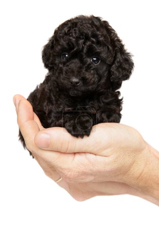 Photo for Black toy Poodle puppy sitting in hands. Close-up portrait on a white background - Royalty Free Image