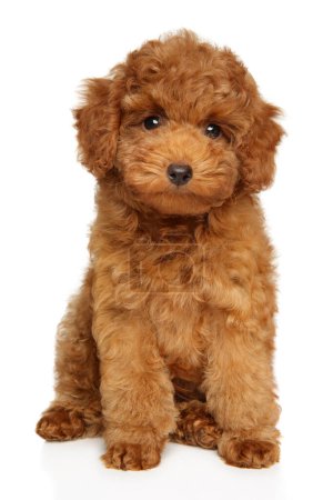 Photo for Cute toy poodle puppy sits on a white background and looks at the camera - Royalty Free Image