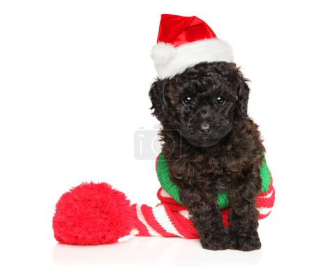 Photo for A Toy Poodle puppy in a New Year s hat on a white background. Baby animal theme - Royalty Free Image