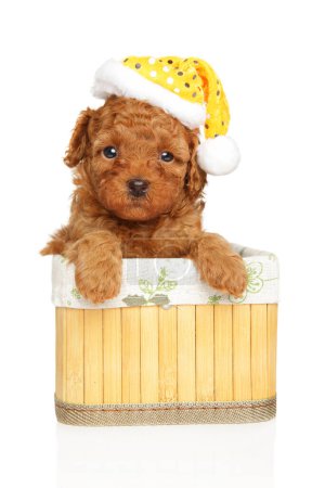 Photo for Charming toy poodle puppy in Christmas hat is sitting in basket on a white background - Royalty Free Image