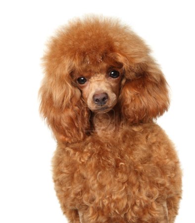 Photo for Poodle puppy portrait on a white background, front view - Royalty Free Image