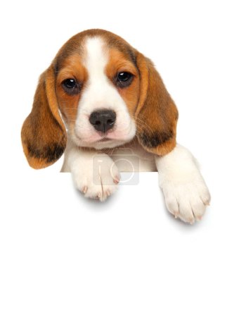 Beagle puppy above banner, isolated on white background
