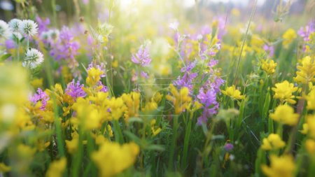 Foto de Cámara se mueve a través de prado alpino lleno de flores de colores. Campo de verano prado de flores en las montañas en los rayos del sol poniente. Fondo flor verano 2 - Imagen libre de derechos