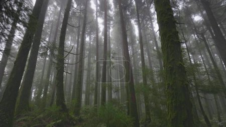 Photo for Mysterious misty forest on Sao Miguel Island, Azores, Portugal. Camera moves through the trees in foggy wet forest. Nature of Azores 2 - Royalty Free Image