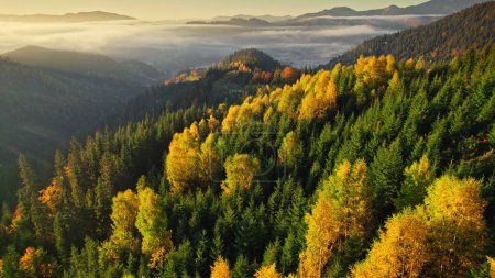 Foto de Vista aérea de árboles de color amarillo dorado en las montañas brumosas. Mañana soleada y amanecer en las montañas cubiertas de coloridos árboles otoñales. Otoño otoño próximo 2 - Imagen libre de derechos