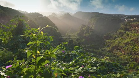 Natur der Kanarischen Inseln. Gimbal Sonnenuntergang Aufnahme von üppigem Grün und Blumen der Kanareninsel La Palma. Kamera bewegt sich entlang grüner Büsche mit lila Blüten, im Hintergrund Berge bei Sonnenuntergang