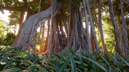 Téléchargez les photos : Énorme ficus macrophylla arbre dans le jardin botanique sur l'île de Tenerife, Canaries. La végétation luxuriante des îles Canaries. Parc vert sur Tenerife, tir à la carabine - en image libre de droit